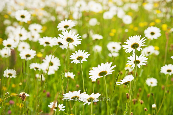 V7W39  Ox Eye Daisies and Wildflowers, Fritton Common, Norfolk, UK