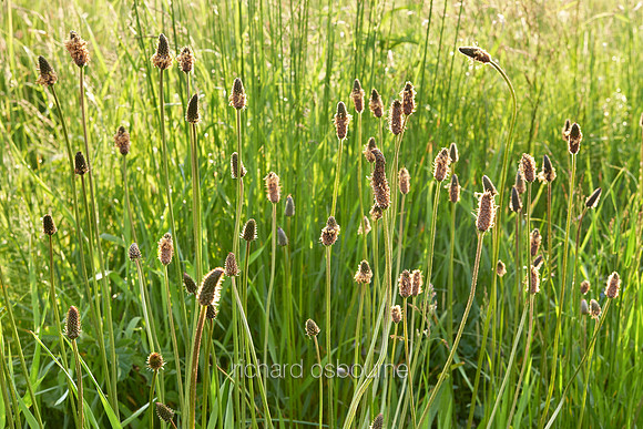 V7W29  Plantains at Dawn, Norfolk, UK