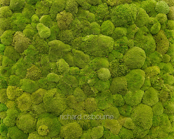 V7D4  Moss Bed