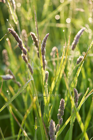 V7W25  Wild Grasses at Dawn, Norfolk, UK