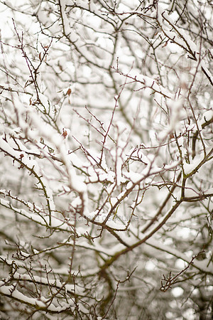 V6D46  Snow and Trees