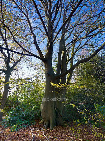 V7F32  Old Beech Tree, Ted Ellis Nature Reserve, Norfolk, UK