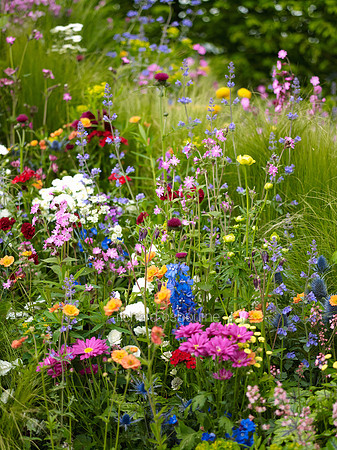 V7G6  Wildflower Garden, Chelsea Flower Show 2013, London, UK