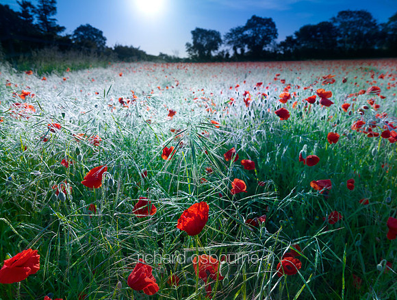V6W26  Poppies, Tasburgh, Norfolk