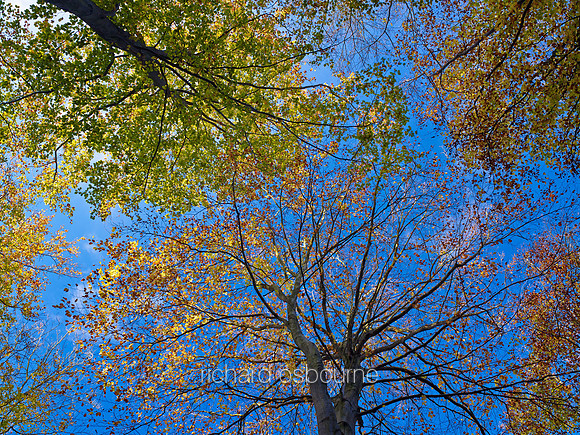 V6F36  Autumn Beeches, Norfolk, UK