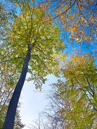 V6F33  Autumn, Thetford Forest, Norfolk, UK