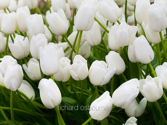 V7FL2  White Tulips