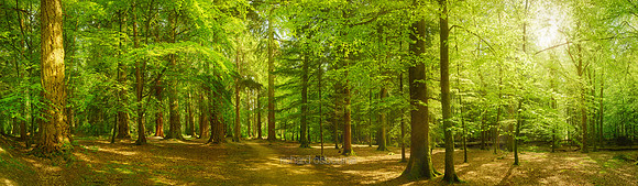 P5F37  Rhinefield Forest Drive, New Forest, Hampshire, UK