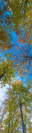 P3F30  Autumn, Thetford Forest, Norfolk, UK