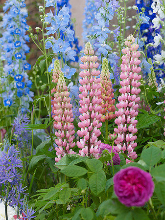 V7FL4  English Garden Flowers