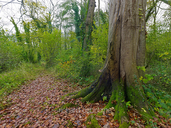 V7F33  Old Beech Tree, Ted Ellis Nature Reserve, Norfolk, UK