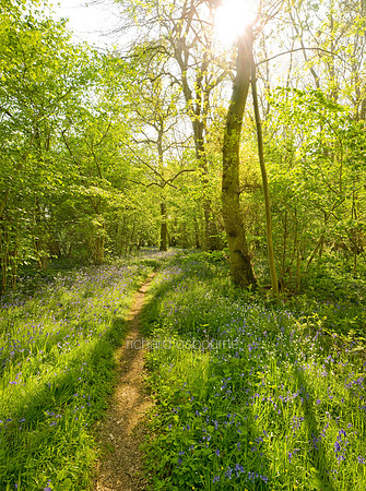 V5F11  NWT Foxley Wood, Norfolk, UK