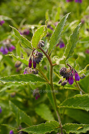 V6W21  Russian Comfrey, Newton Flotman, Norfolk, UK