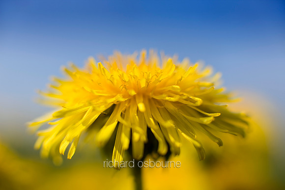 V3W34 Dandelion I