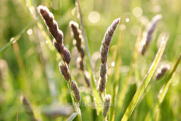 V7W26  Wild Grasses at Dawn, Norfolk, UK
