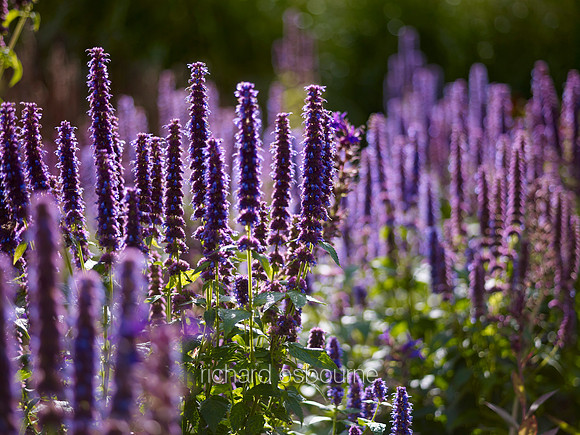 V6G16  The Millennium Garden, Pensthorpe Wildlife Park, Norfolk