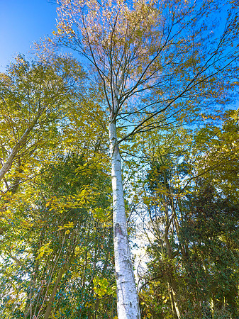 V7F35  Silver Birch, Autumn