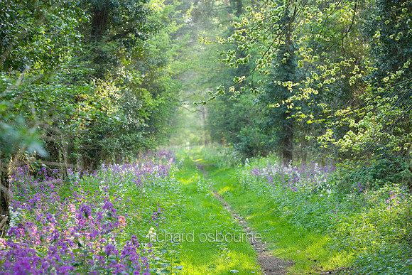 V5W4  Honesty Flowers, Elveden, Norfolk. UK