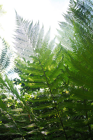 V5D6  Tree Ferns, Trewidden Garden, Penzance, Cornwall, UK