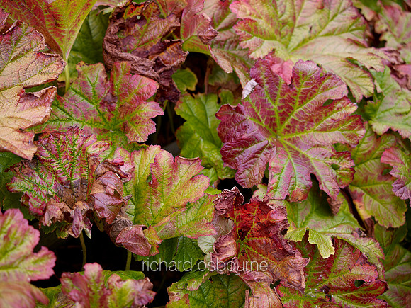 V6D53  Gunnera Leaves, Autumn