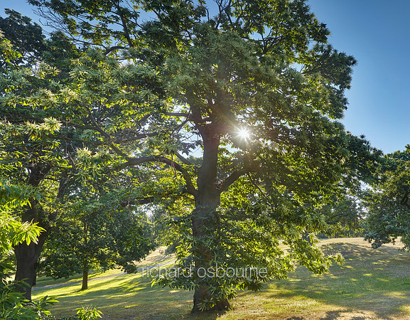 V9F29  Sweet Chestnut Tree, Greenwich Park, London, UK