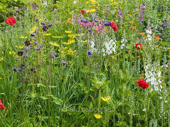 V7W10  Wildflowers