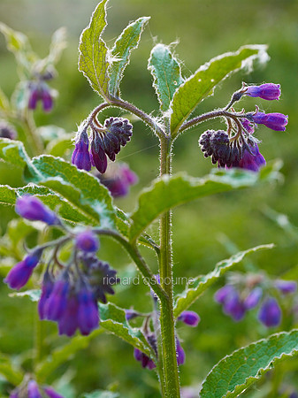 V6W13  Russian Comfrey, Newton Flotman, Norfolk, UK