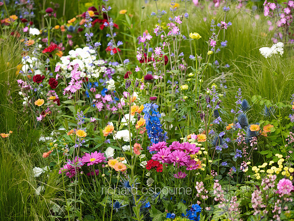 V7G5  Wildflower Garden, Chelsea Flower Show 2013, London, UK