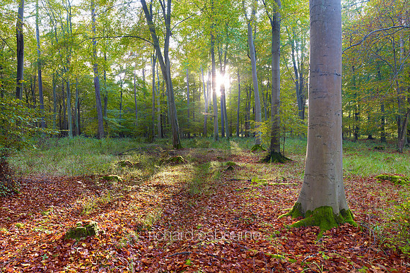 V6F32  Autumn, Thetford Forest, Norfolk, UK