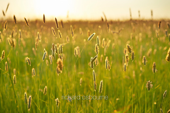 V7W21  Wild Grasses at Dawn, Norfolk, UK