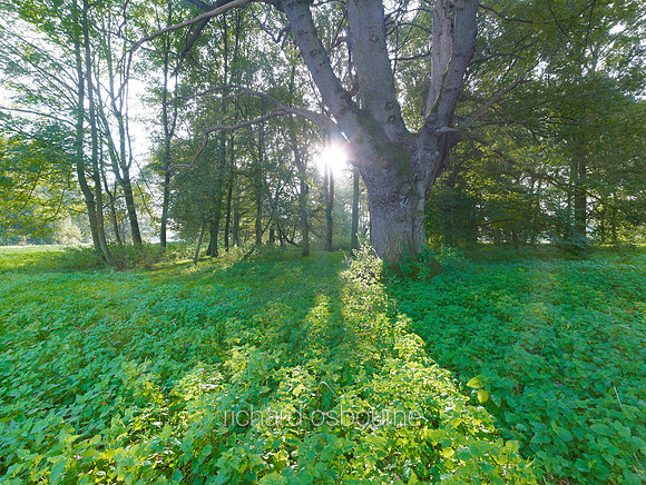 V6F38  Oak Trees at Dawn, Fritton, Norfolk, UK