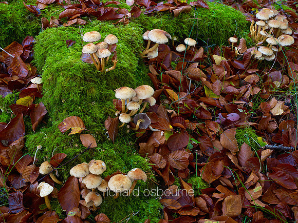 V6D41  Autumn, Thetford Forest, Norfolk, UK