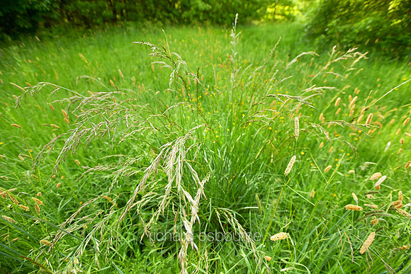 V7W35  Wild Grasses at Dawn, Norfolk, UK