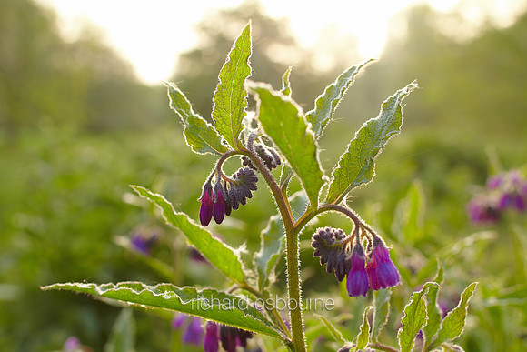 V6W19  Russian Comfrey, Newton Flotman, Norfolk, UK