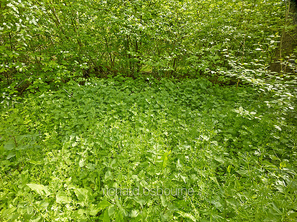V8W23  Cleavers and Nettles, NWT Wayland Wood, Norfolk, UK