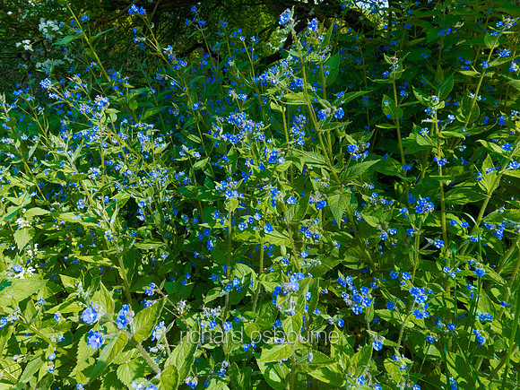 V6W18  Green Alkanet, Norfolk, UK