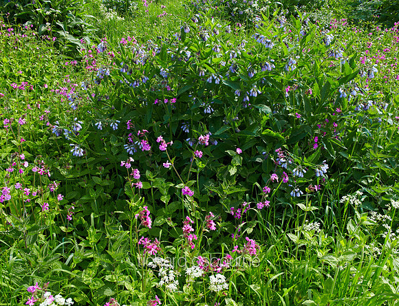 V6W24  Red Campion and Russian Comfrey, Newton Flotman, Norfolk, UK