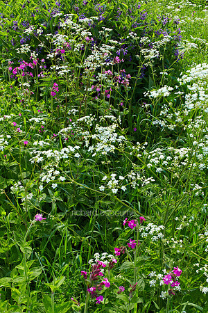 V6W22  Red Campion and Russian Comfrey, Newton Flotman, Norfolk, UK