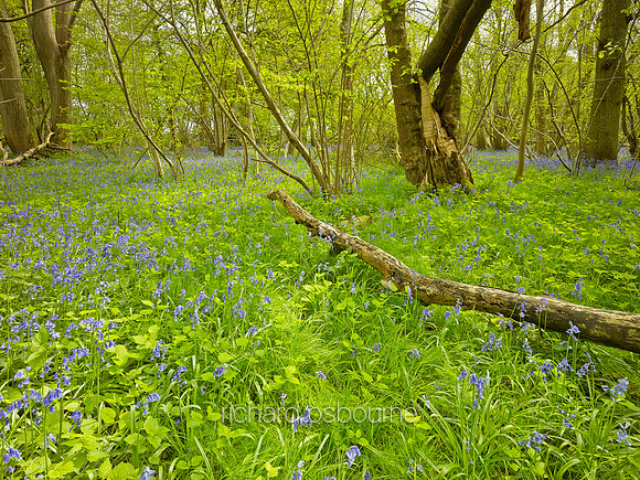 V8W22  Bluebells, NWT Wayland Wood, Norfolk, UK