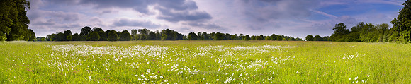 P3L31  Ox Eye Daisies and Wildflowers, Fritton Common, Norfolk, UK