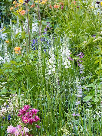 V7W12  Wildflowers