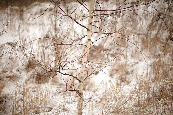 V6D48  Snow and Trees