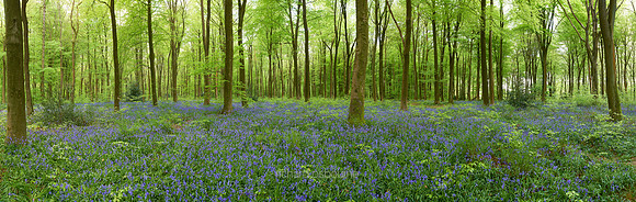 P3F24  Bluebells, Micheldever Wood, Hampshire, UK