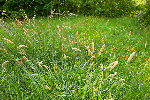V7W34  Wild Grasses at Dawn, Norfolk, UK