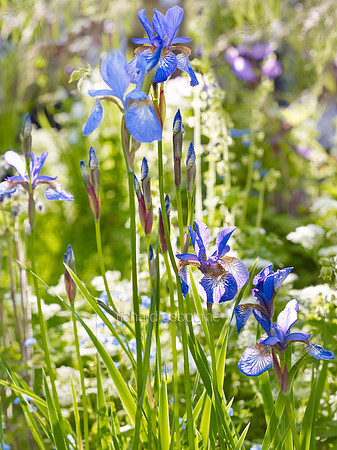 V7W17  Irises and Wildflowers
