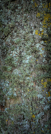 V15T3  Sycamore Tree Bark