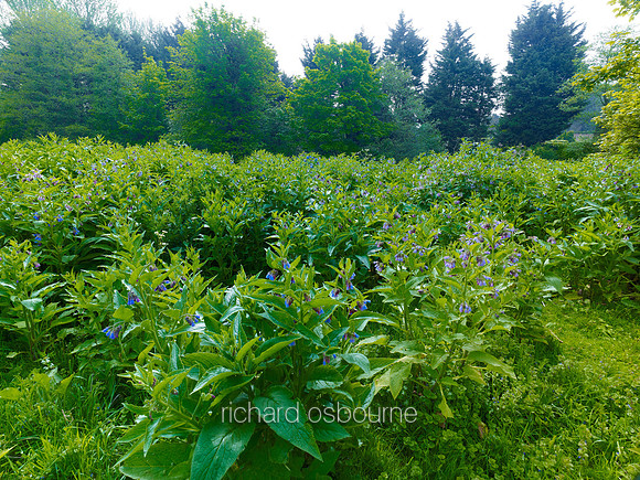V6W17  Russian Comfrey at Dawn, Newton Flotman, Norfolk, UK