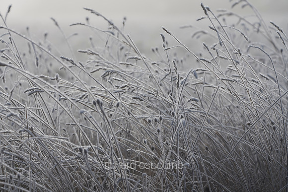 V14T146  Frozen Grasses