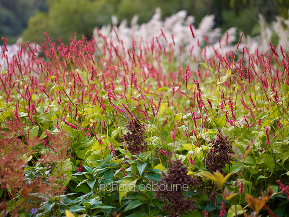 V6G18  The Millennium Garden, Pensthorpe Wildlife Park, Norfolk