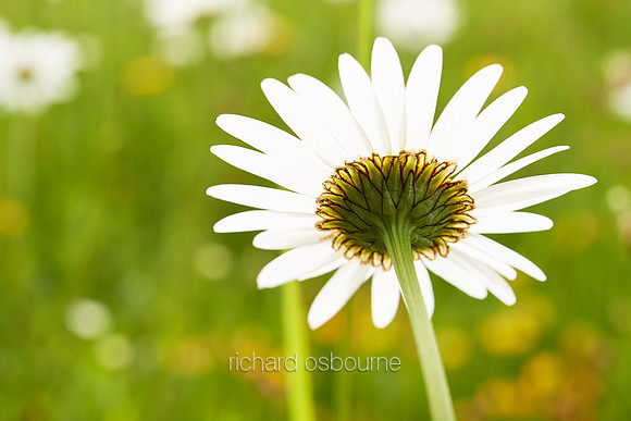 V7W37  Ox Eye Daisies, Fritton Common, Norfolk, UK